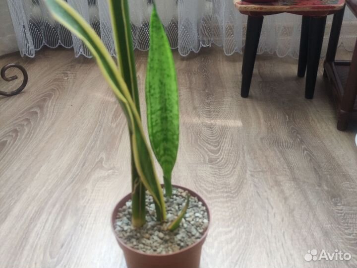 Сансевиерия лауренти