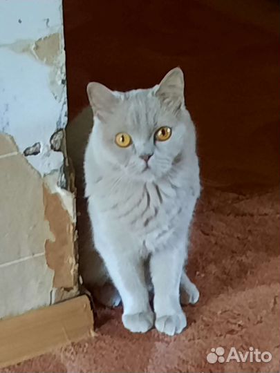 Британская кошка