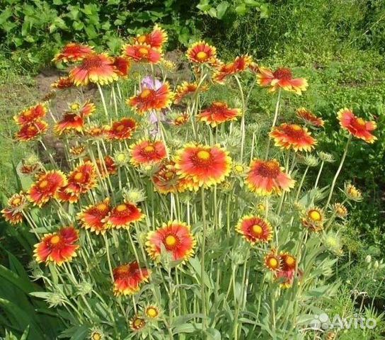 Многолетние растения для сада купить в Нижнем Новгороде | Товары для ...