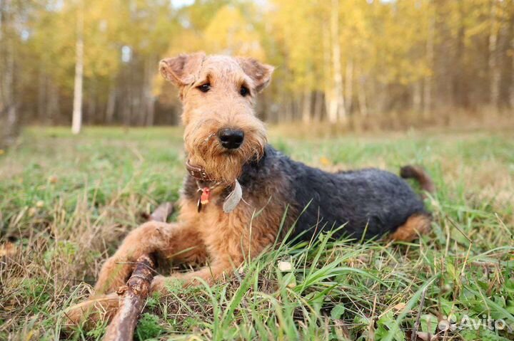 Выгул собак и зооняня