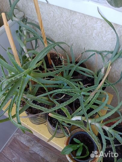 Комнатные растения