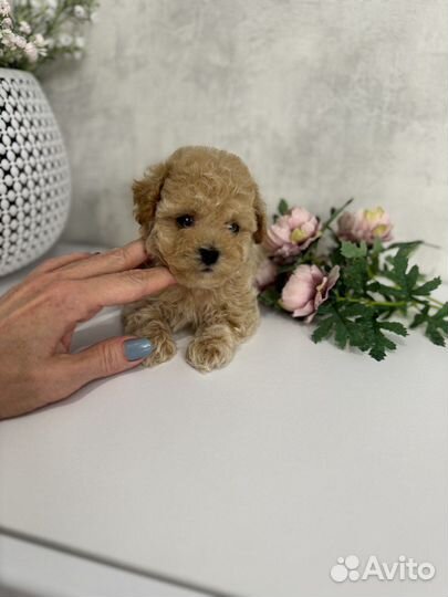 Щенки мальтипу f1 мини Калининград