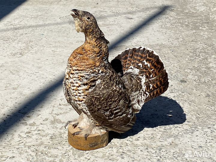 Самка глухаря чучело