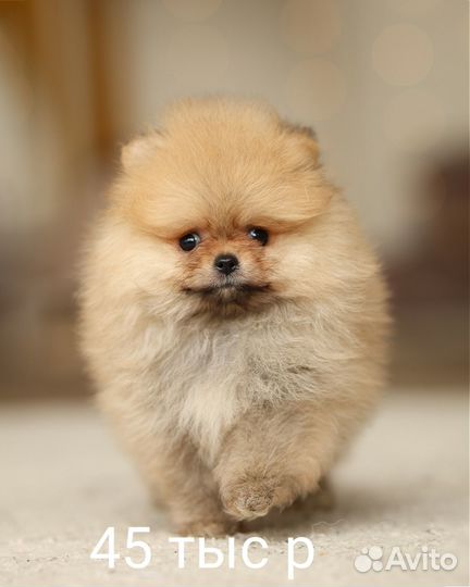 Померанская девочка РКФ мини