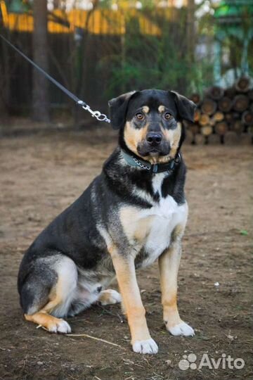 Джек ищет дом и добрых хозяев