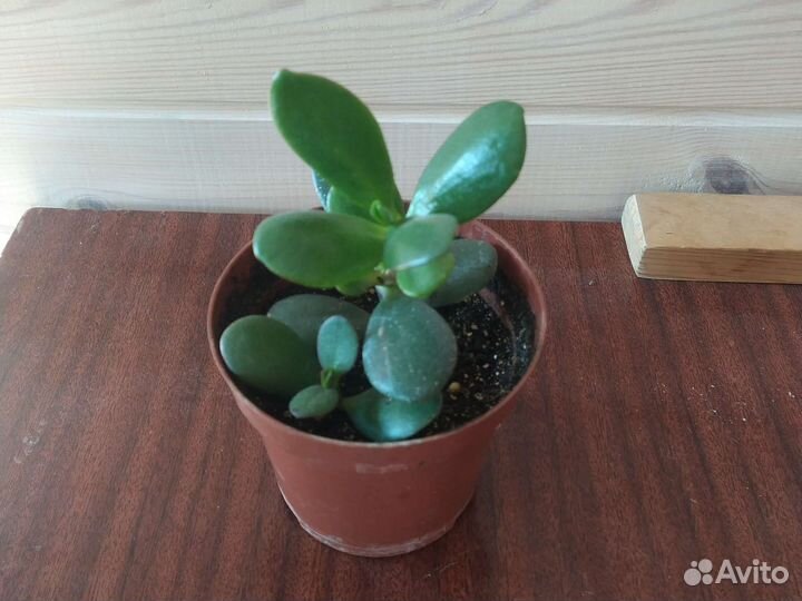 Красула толстянка