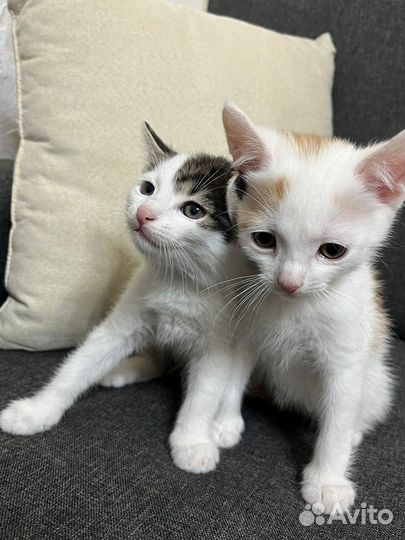 Кошки в добрые руки
