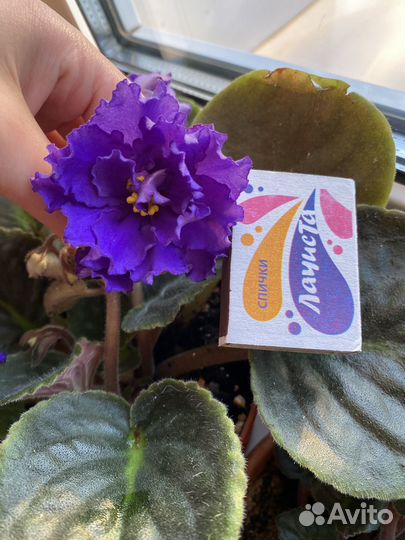 Крупная сортовая фиалка спорт «Бегущая по волнам»