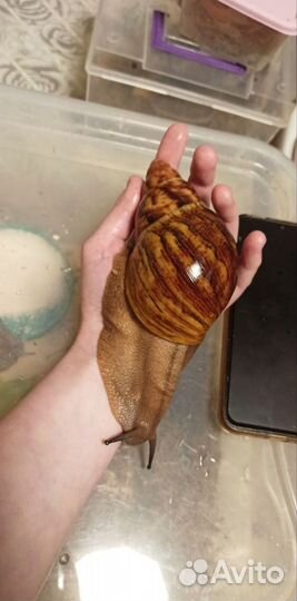 Улитки архахатины