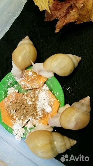 Контейнер для улиток Ахатина 16,5л новый