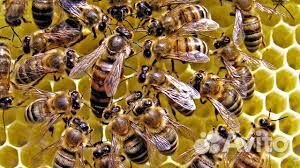 Продаются пчелосемьи, пакеты