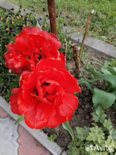 Луковицы тюльпанов