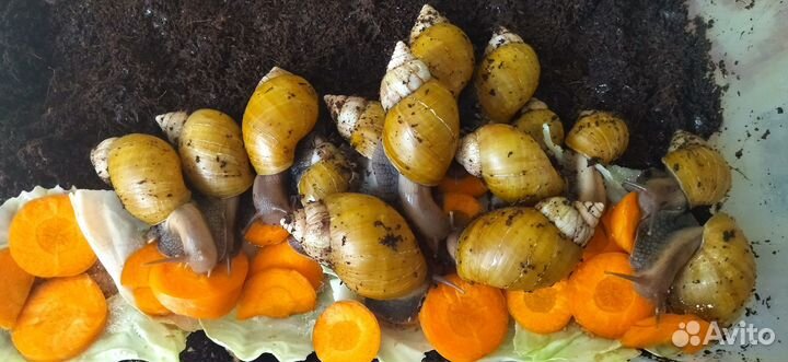 Улитки ахатины