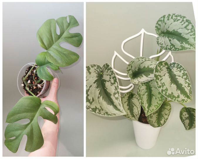 Рафидофора тетрасперма, сциндапсус треби