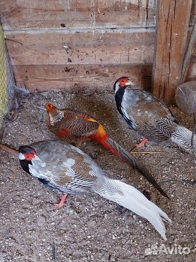 Фазаны и павлины