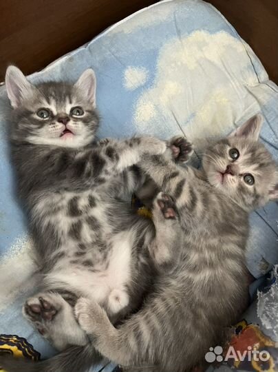 Британские котята