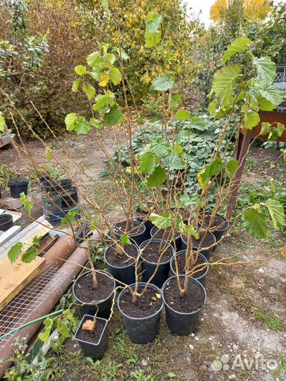 Фундук в зкс