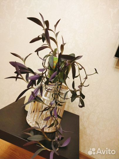 Традесканция