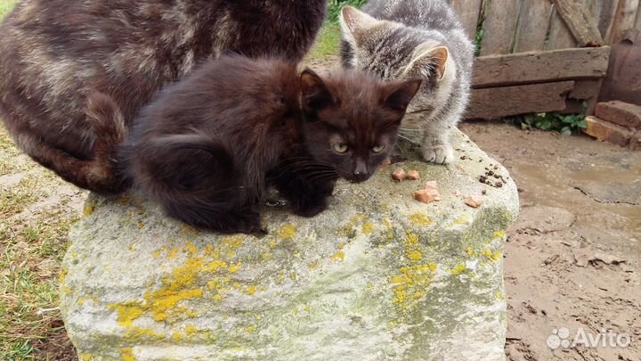 Котик в добрые руки