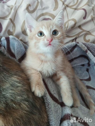 Отдадим в ответственные руки кошечку и котика