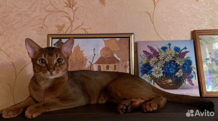Кот на вязку