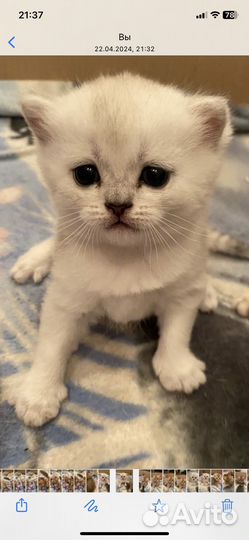 Шотландские котята