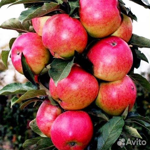 Яблоня колоновидная Останкино