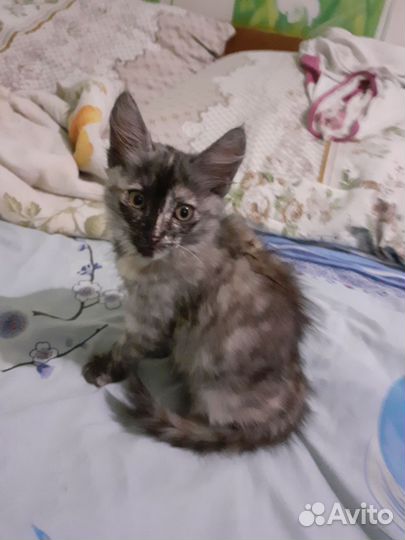 Кошка в дар бесплатно