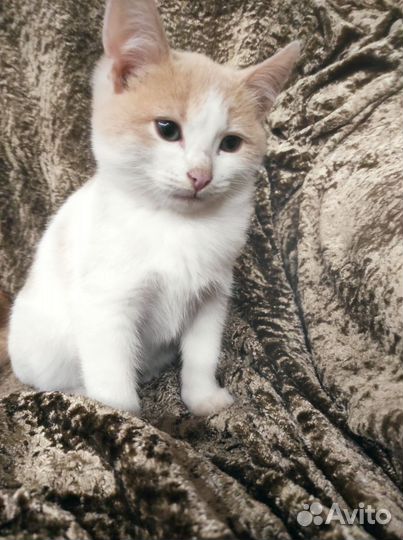 Кошка в дар бесплатно