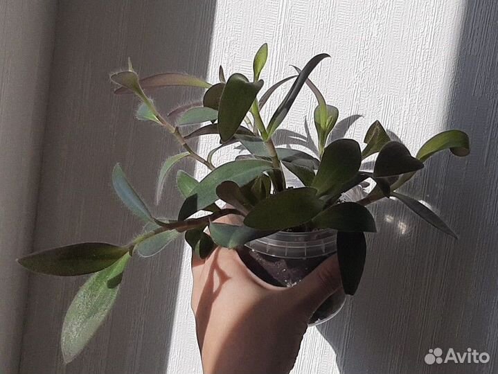 Традесканция