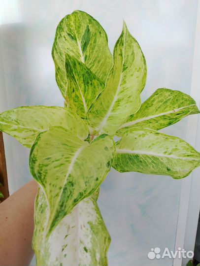 Аглаонемы 17