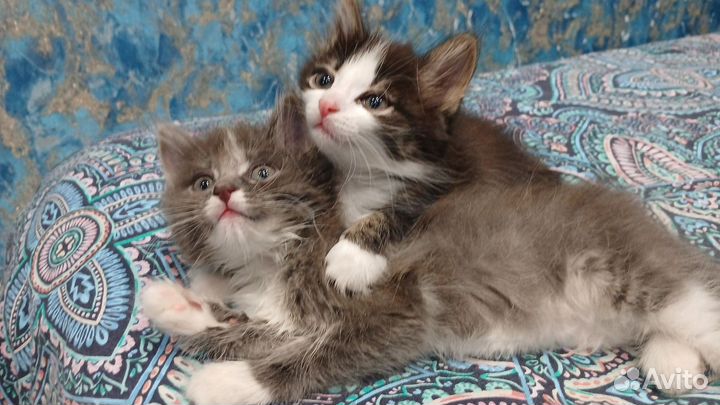 Котята в добрые руки бесплатно