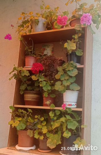 Продам цветы комнатные