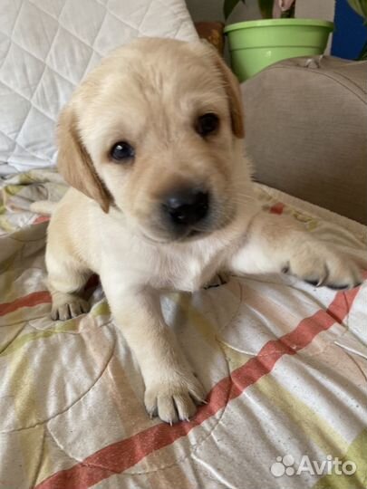 Щенки лабрадора