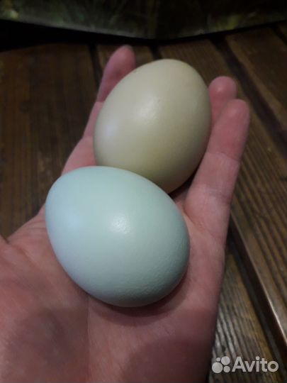 Инкубационное яйцо, цыплята под заказ