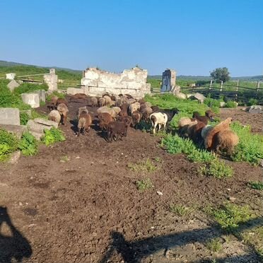 Продам баранов ярок баран на племя