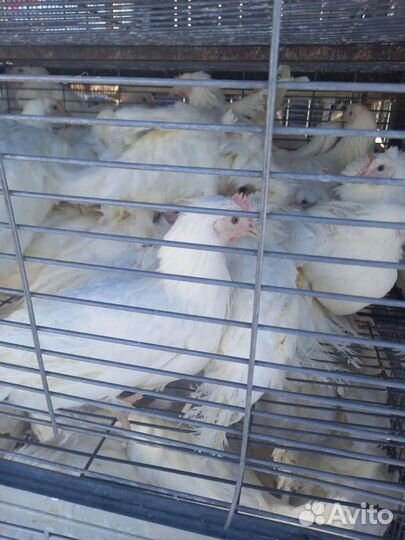 Куры чешский доминант, несутся