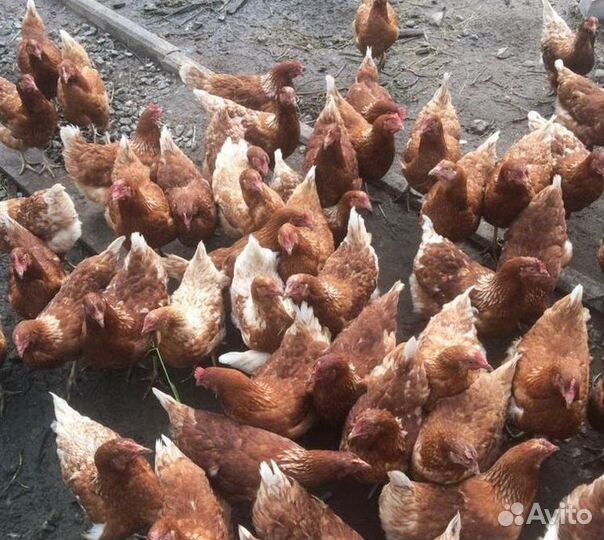 Куры-несушки