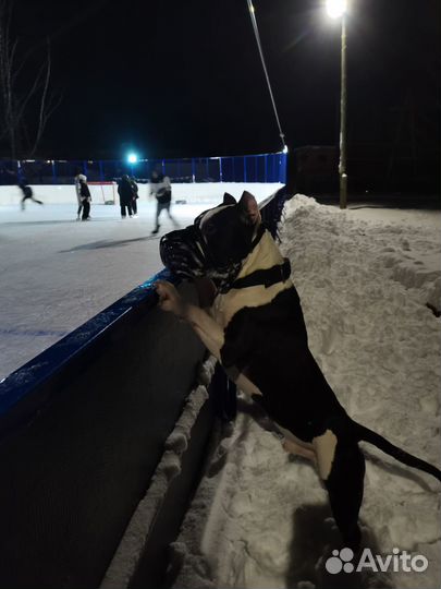 Амстафф вязка