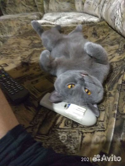 Кот для вязки,британец, 5 лет, домашний