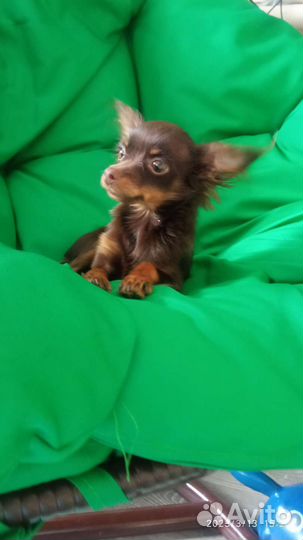 Мини той-терьер вязка