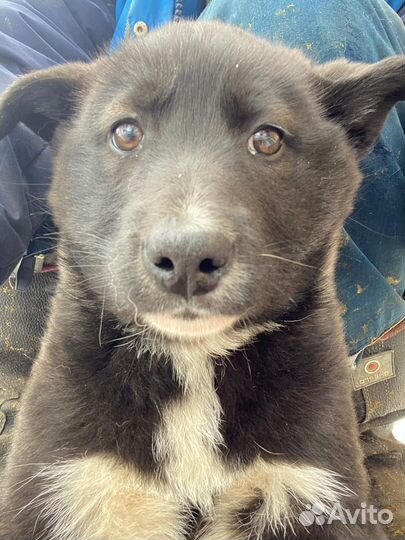 Западно сибирская лайка