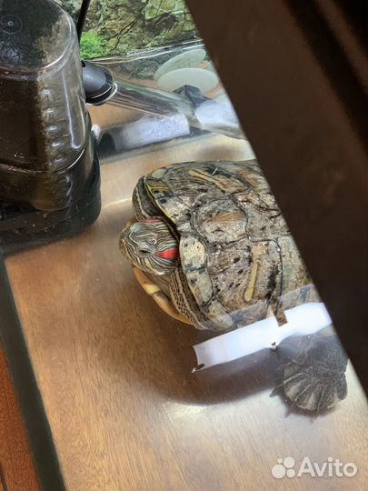 Аквариум 96л вместе с черепахой