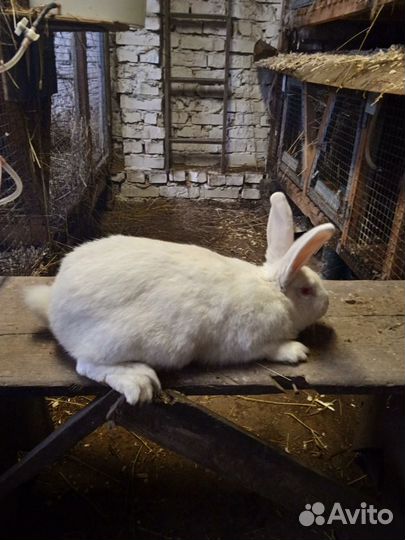 Калифорнийские кролики