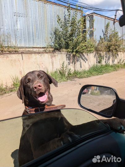 Оскар метис лабрадора