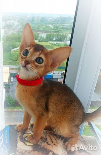 Абиссинские котята