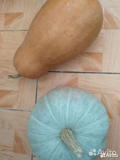 Тыква Серая Волжская,дыня