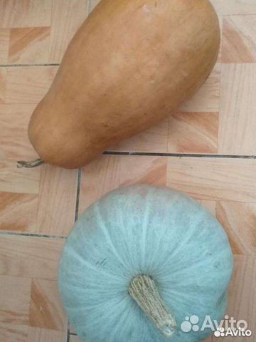 Тыква Серая Волжская,дыня