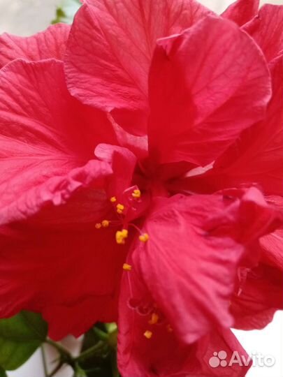 Комнатный Гибискус - китайская роза