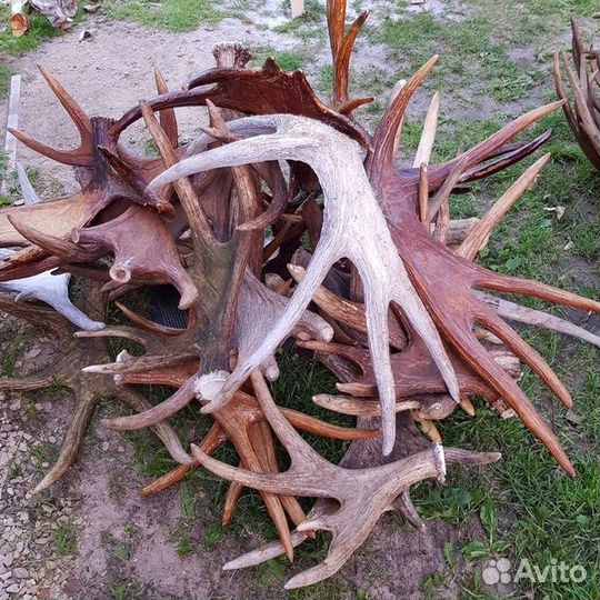 Рога лося, оленя и т. д